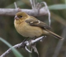 White-collared Seedeater - young male